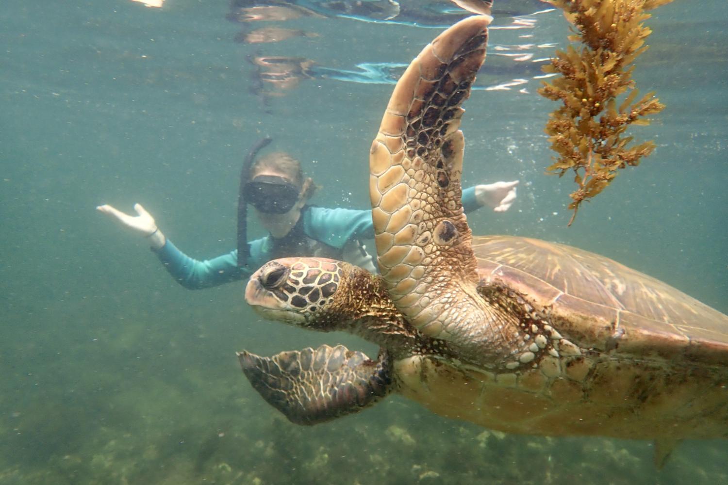 一名<a href='http://zvo.spreadcrushers.com'>bv伟德ios下载</a>学生在Galápagos群岛游学途中与一只巨龟游泳.